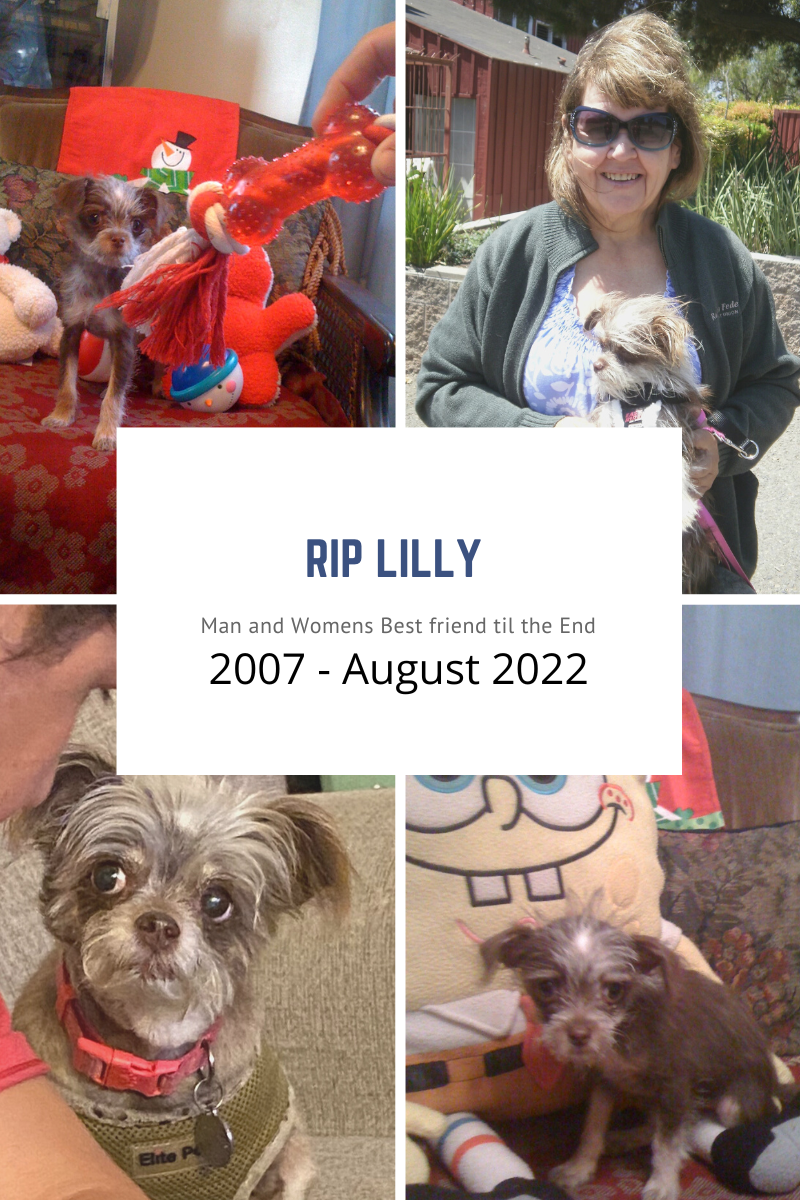 Lily Ripper RIP Lily – Doggie Heaven Awaits (2007 – August 2022) – Joe Meyers ...